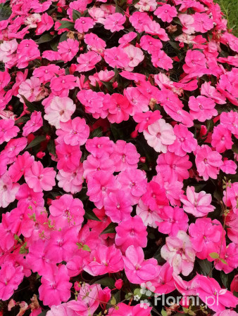Sunpatiens (Niecierpek) 'Pink Pearl' | Impatiens