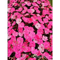 Sunpatiens (Niecierpek) 'Pink Pearl' | Impatiens