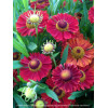 Dzielżan jesienny 'Ranchera' Helenium autumnale