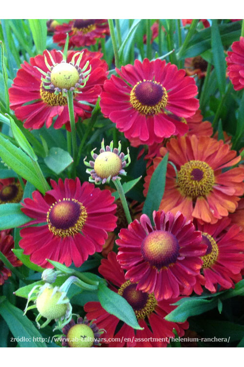 Dzielżan jesienny 'Ranchera' Helenium autumnale