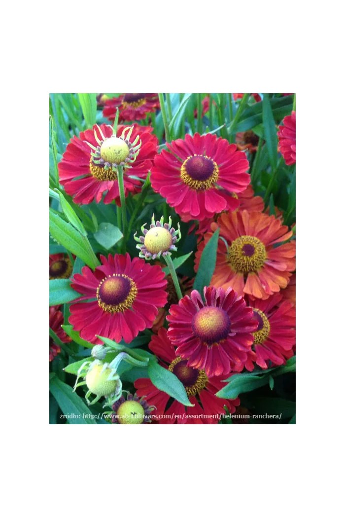 Dzielżan jesienny 'Ranchera' Helenium autumnale