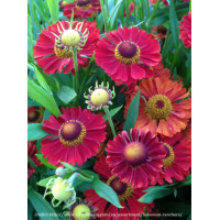 Dzielżan jesienny 'Ranchera' Helenium autumnale