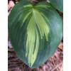 Funkia 'Dream Queen | 'Hosta