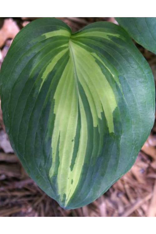 Funkia 'Dream Queen | 'Hosta