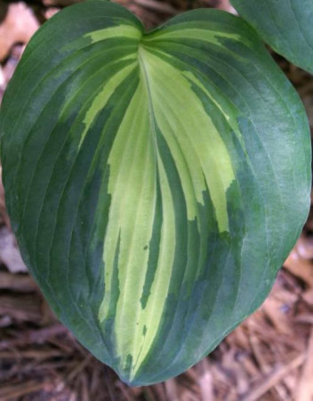 Funkia 'Dream Queen | 'Hosta