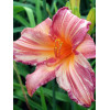 liliowiec, hemerocallis
