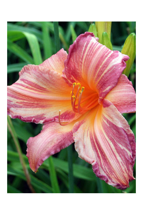 liliowiec, hemerocallis