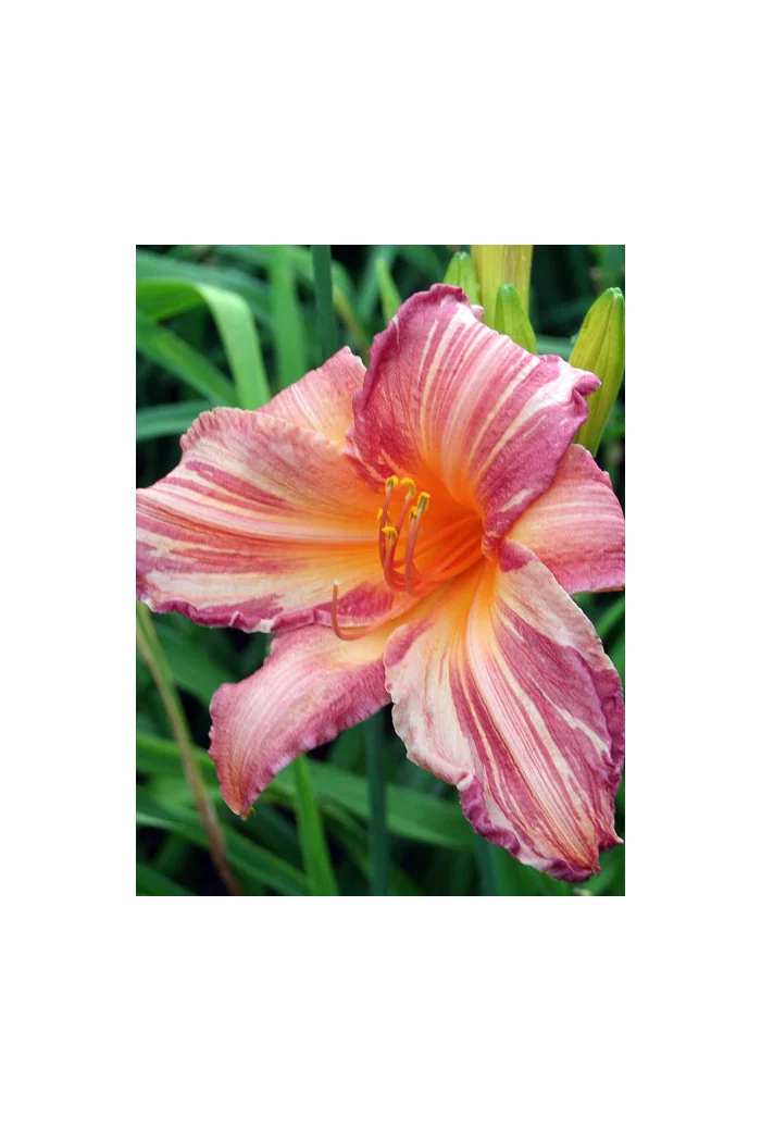 liliowiec, hemerocallis