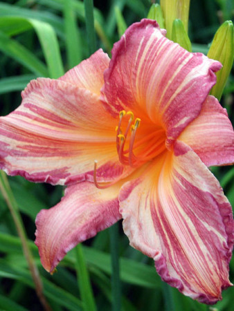 liliowiec, hemerocallis