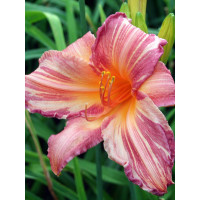 liliowiec, hemerocallis