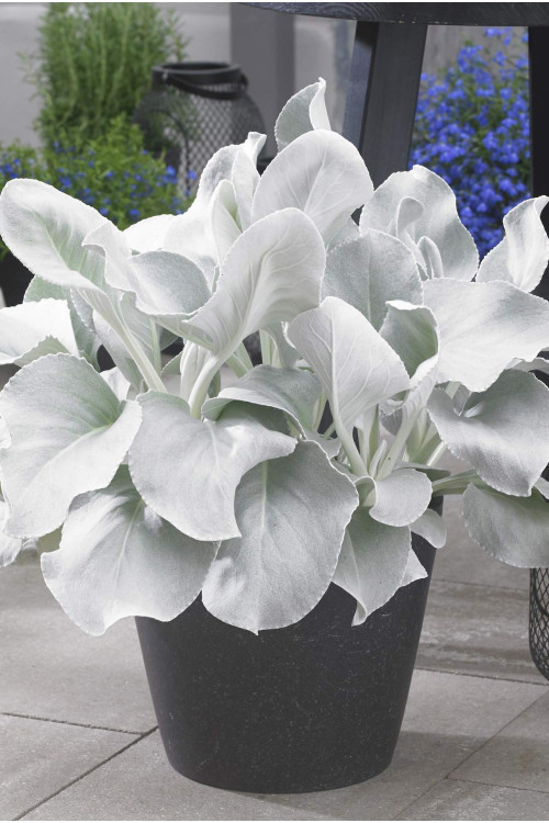 Starzec 'Angel Wings' | Senecio candicans