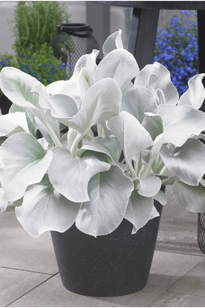 Starzec 'Angel Wings' | Senecio candicans