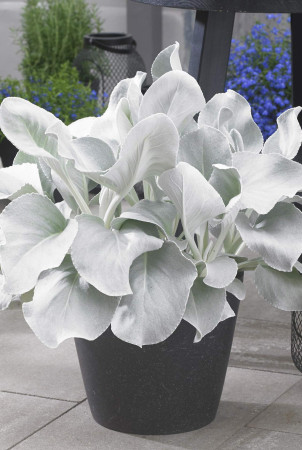 Starzec 'Angel Wings' | Senecio candicans