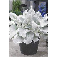 Starzec 'Angel Wings' | Senecio candicans