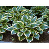 Funkia 'Queen Josephine' | Hosta