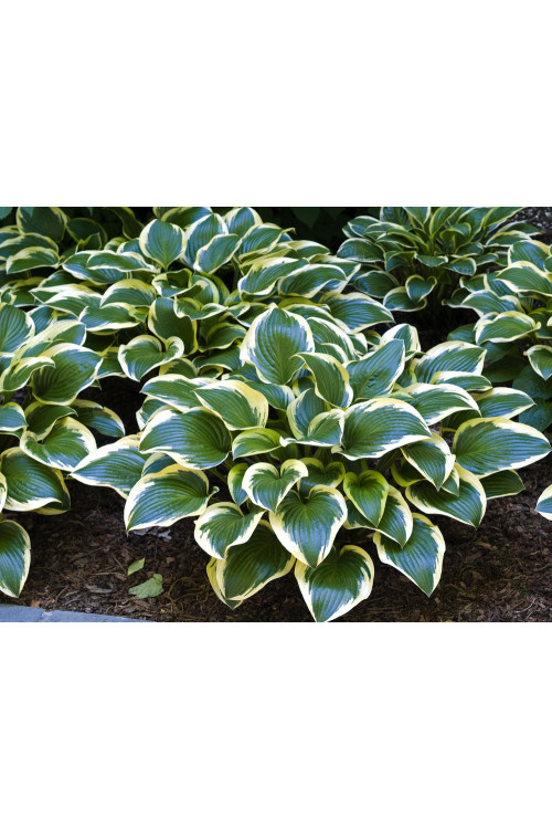 Funkia 'Queen Josephine' | Hosta