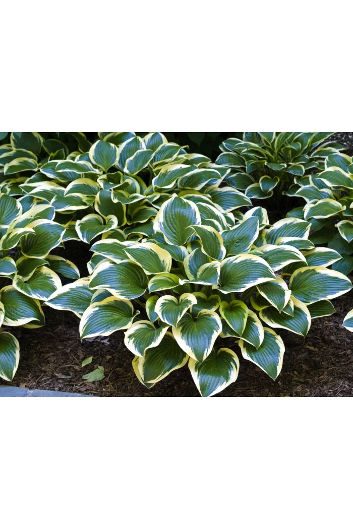 Funkia 'Queen Josephine' | Hosta