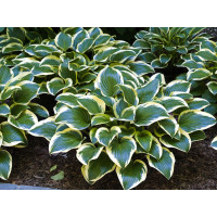 Funkia 'Queen Josephine' | Hosta