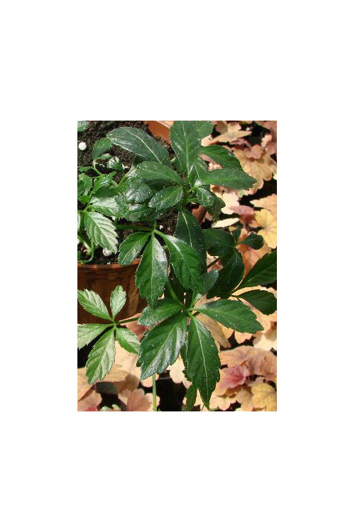 Gynostema Gynostemma pentaphyllum