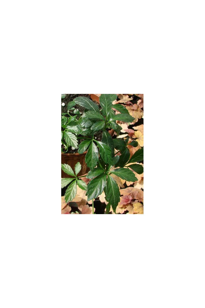 Gynostema Gynostemma pentaphyllum