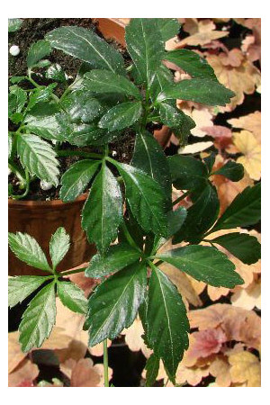 Gynostema Gynostemma pentaphyllum