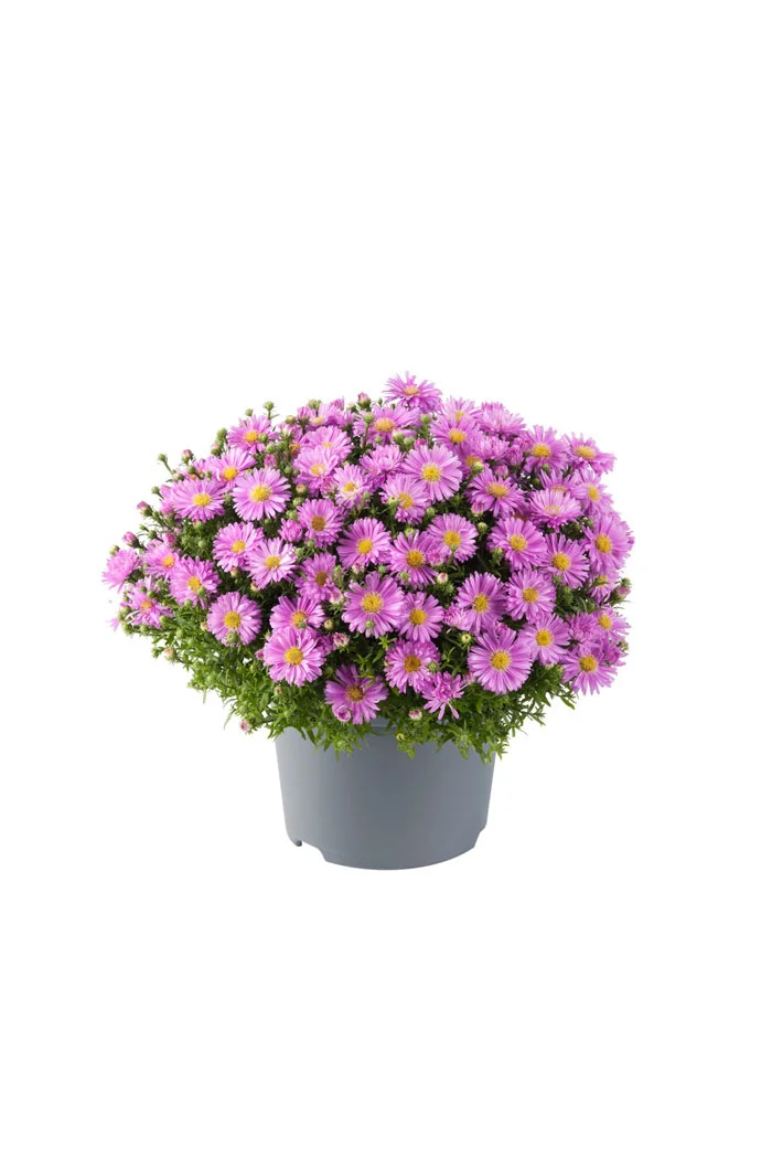 Aster 'Alpha Pink' | Aster