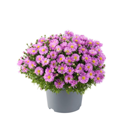 Aster 'Alpha Pink' | Aster