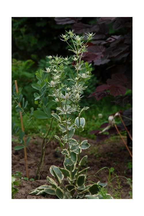 Mikołajek 'Jade Frost' Eryngium
