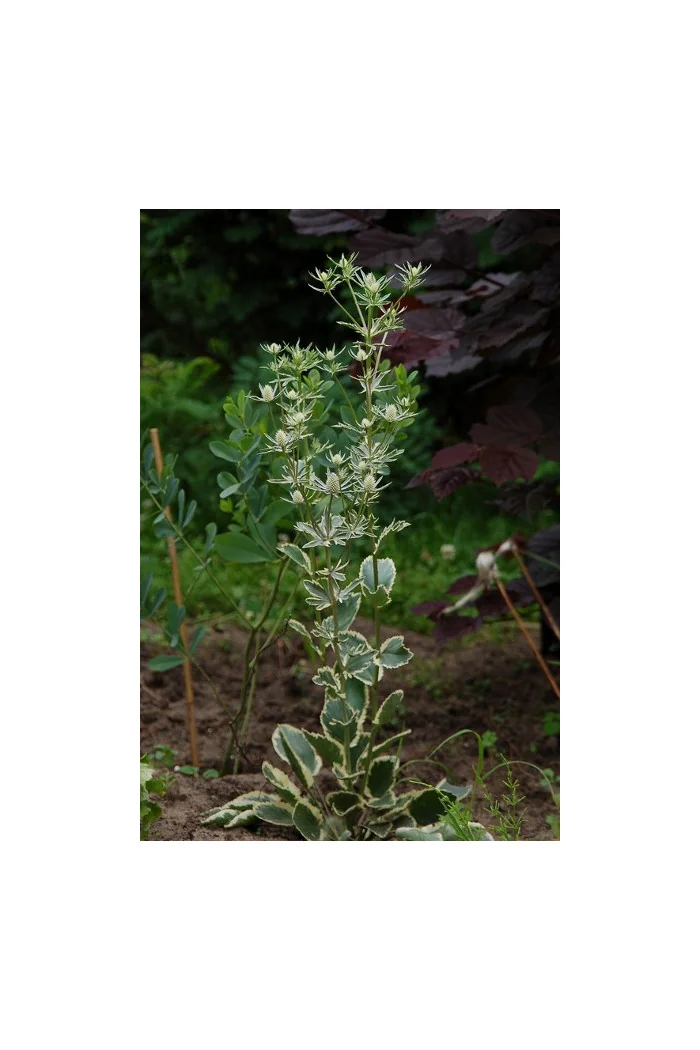 Mikołajek 'Jade Frost' Eryngium