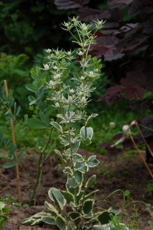 Mikołajek 'Jade Frost' Eryngium