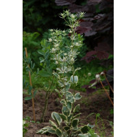 Mikołajek 'Jade Frost' Eryngium