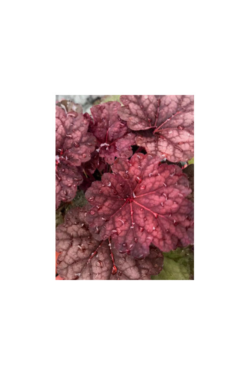 Żurawka 'World Cafe Shakerato' | Heuchera