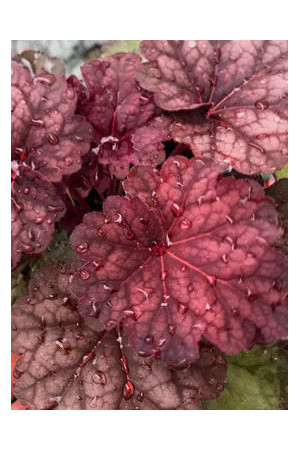 Żurawka 'World Cafe Shakerato' | Heuchera