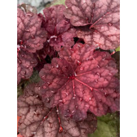 Żurawka 'World Cafe Shakerato' | Heuchera