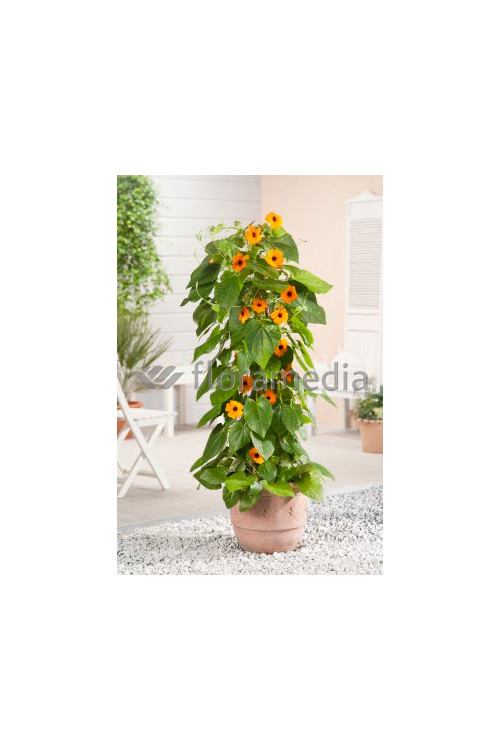 Tunbergia 'Sunny Susy Red Orange' | Thunbergia alata
