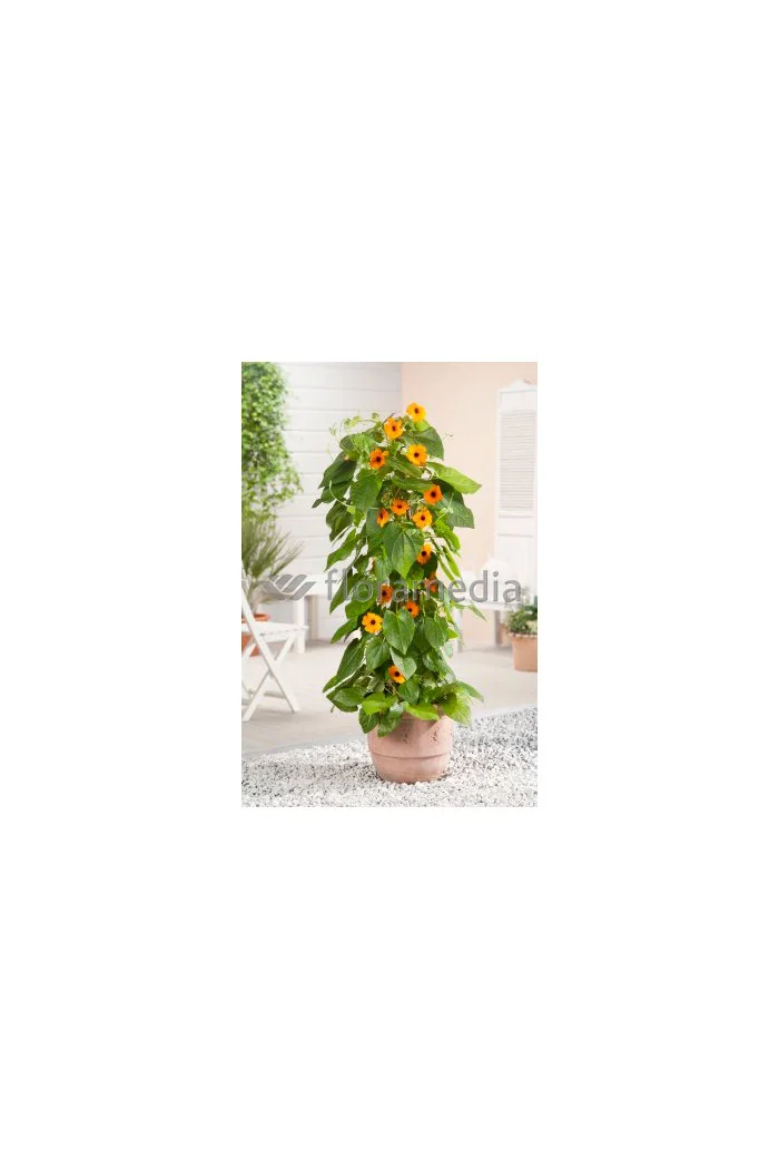 Tunbergia 'Sunny Susy Red Orange' | Thunbergia alata