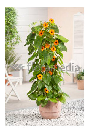 Tunbergia 'Sunny Susy Red Orange' | Thunbergia alata