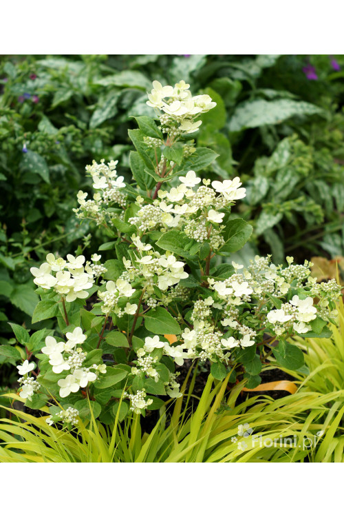 Hortensja bukietowa 'Polestar' | Hydrangea paniculata