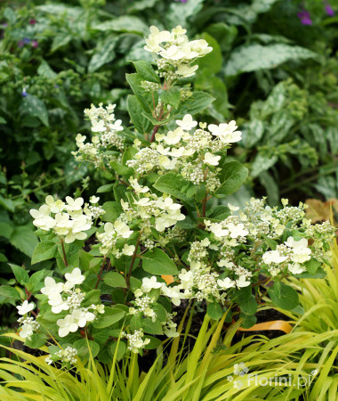 Hortensja bukietowa 'Polestar' | Hydrangea paniculata