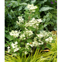 Hortensja bukietowa 'Polestar' | Hydrangea paniculata