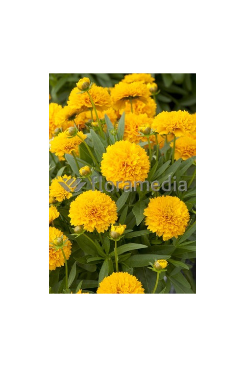 Nachyłek wielkokwiatowy 'Solana Golden Sphere' | Coreopsis grandiflora