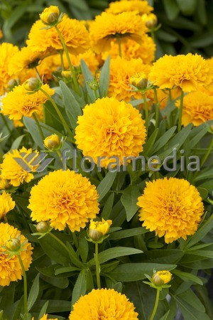 Nachyłek wielkokwiatowy 'Solana Golden Sphere' | Coreopsis grandiflora