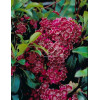 Kalmia szerokolistna 'Kaleidoscope' | Kalmia latifolia