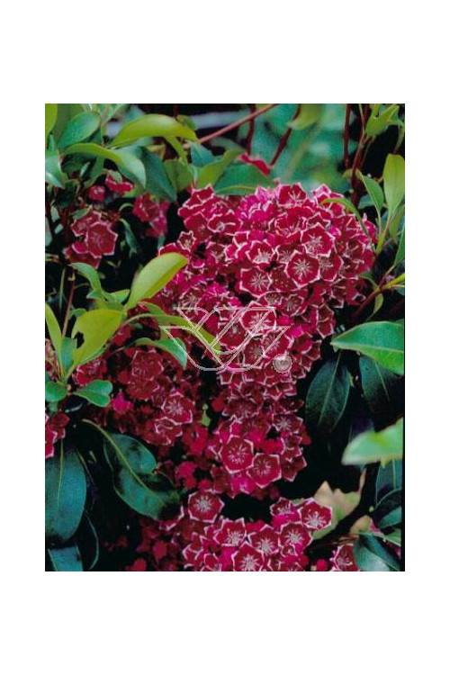 Kalmia szerokolistna 'Kaleidoscope' | Kalmia latifolia