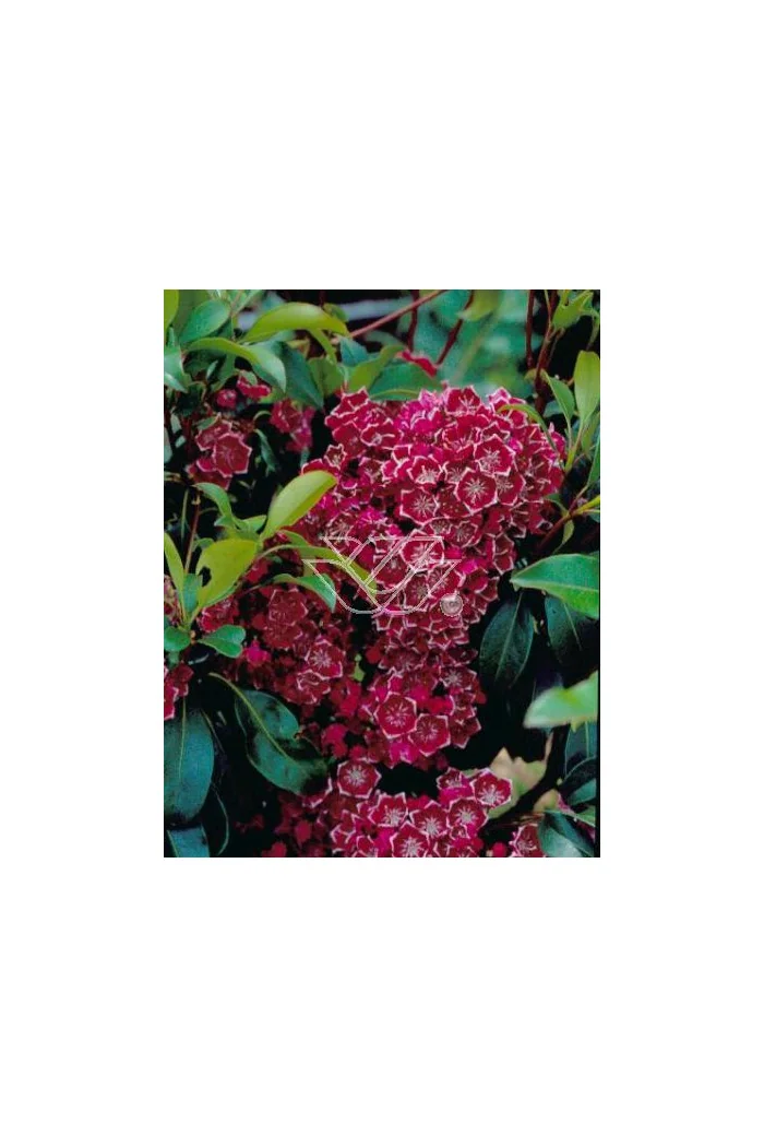Kalmia szerokolistna 'Kaleidoscope' | Kalmia latifolia