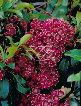 Kalmia szerokolistna 'Kaleidoscope' | Kalmia latifolia