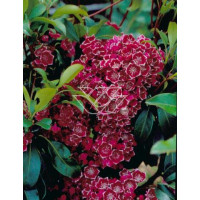 Kalmia szerokolistna 'Kaleidoscope' | Kalmia latifolia