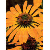 Jeżówka 'Golden Skipper' | Echinacea