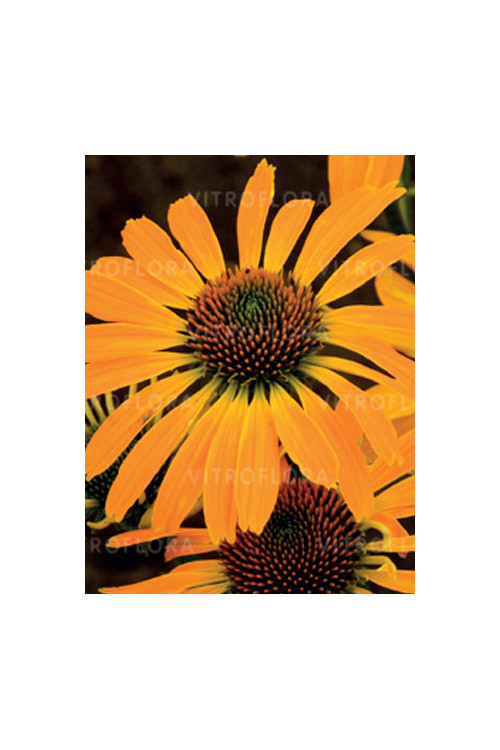 Jeżówka 'Golden Skipper' | Echinacea