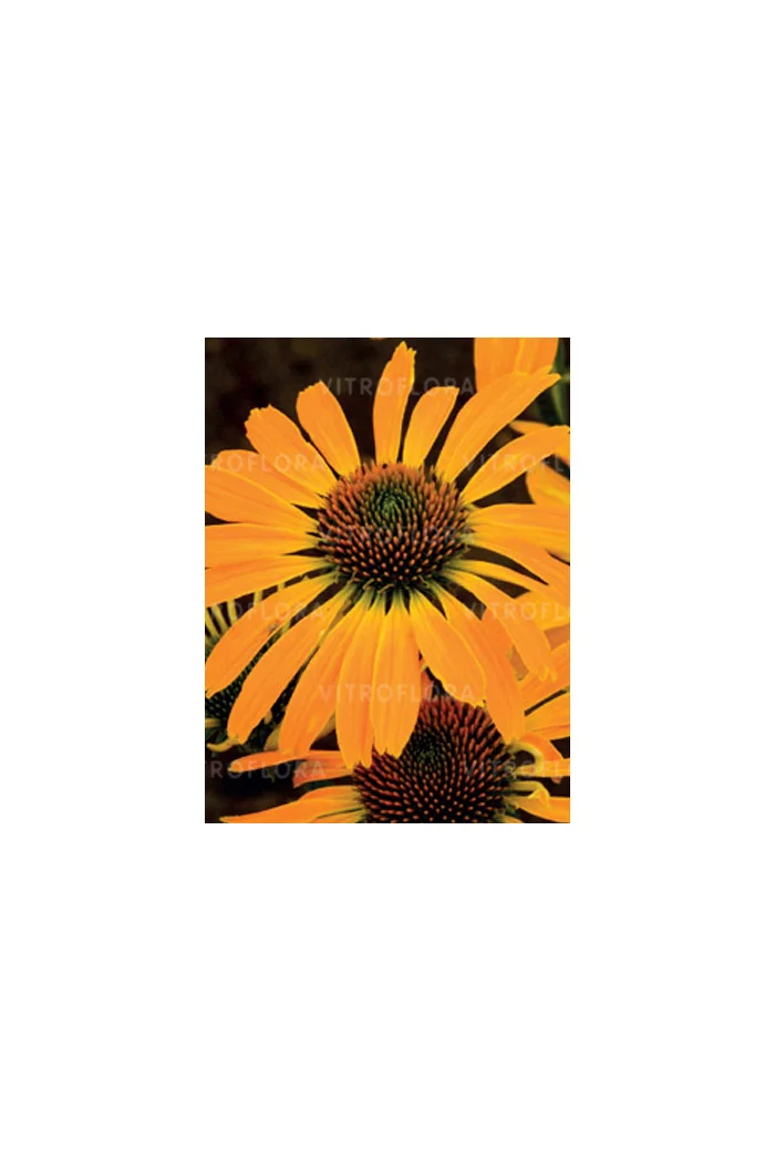 Jeżówka 'Golden Skipper' | Echinacea